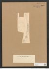 Colletonema dubium Grun. (de-Toni-Nr.: Genus 18, Species 1158/5) Zeichnungen Sammlung Grunow Nr. 2252 (NHMW-BOT-W0369353)